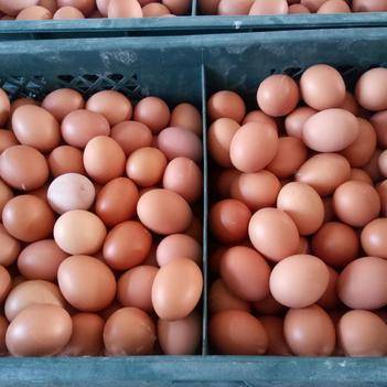 崔志大 優質食用農產品批發供應商的卓越之路