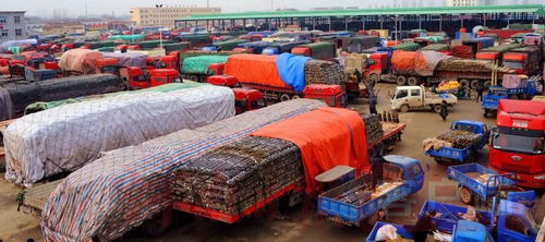 探訪商丘農產品中心批發市場 全鏈條守護，托穩群眾“菜籃子”