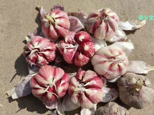 食用蔬菜種子市場 品種、趨勢與批發報價指南